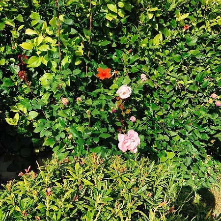 Apartment In Kato Paphos